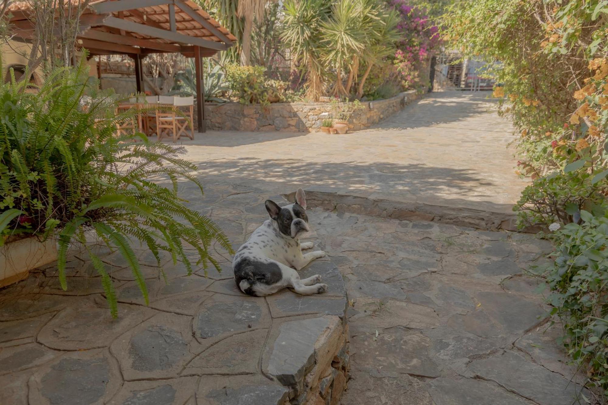 Private Pet Friendly Villa アイオス・ニコラオス エクステリア 写真